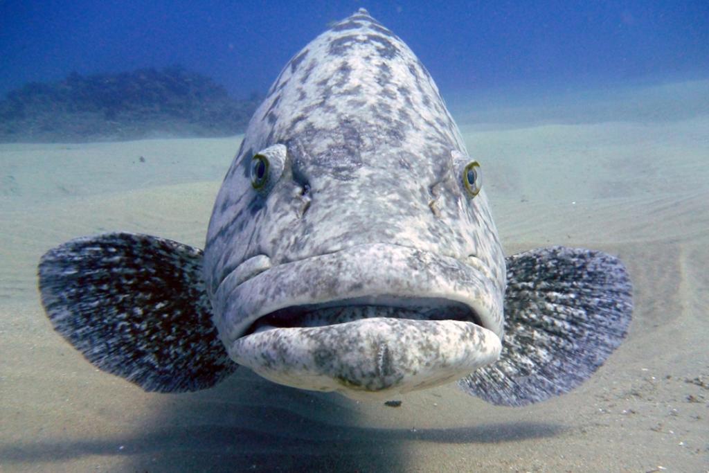 Devocean Eco Adventure Lodge ポンタ・ド・オウロ エクステリア 写真