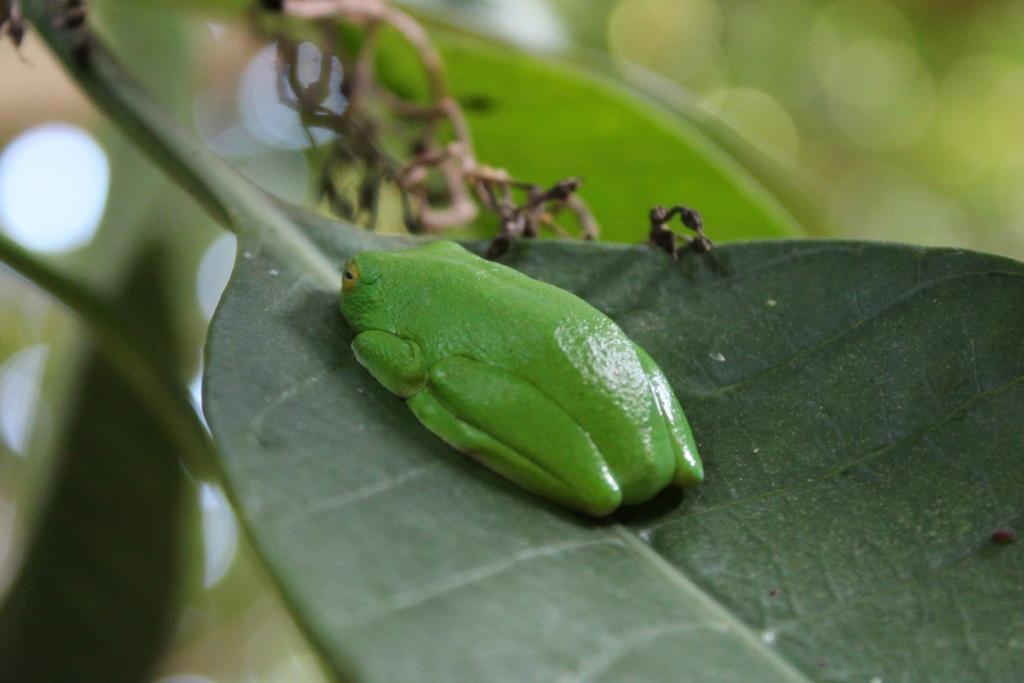 Devocean Eco Adventure Lodge ポンタ・ド・オウロ エクステリア 写真